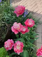 Mittelbeet_Blumenzwiebeln_01.07.06_Tulpe 'Double Sugar'.jpg