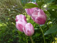 4B3C1929-2F6A-4451-97C2-EF93E02B983B.webp
