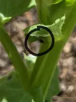 Screenshot_20230505_151043_Samsung Internet.webp