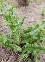 Distel001.jpg