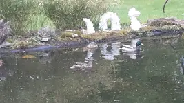 Enten.webp
