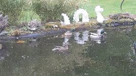 Enten.jpg