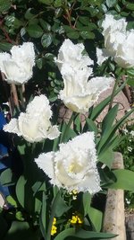 Tulpe4.jpg