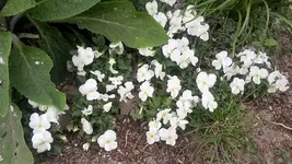 Hornveilchen.webp
