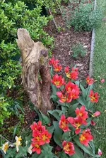 Tulpe Bot. 'Toronto'.webp