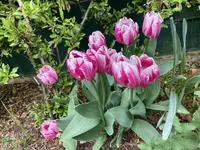 Tulpe 'Bojangles'.webp