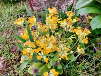 Schlüsselblumen a.jpg