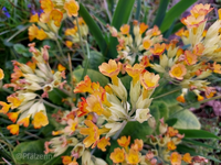 Schlüsselblumen b.webp