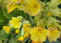 Insekt auf Schlüsselblumen c.webp
