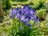 Hasenglöckchen blau.webp