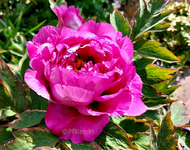 Strauchpfingstrose e.webp