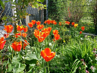 Tulpen botanisch a.webp