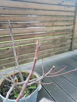 IMG_20230506_105307.jpg