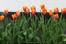 Tulpe Lambada 20190427.jpg