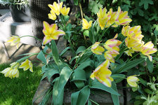 Tulpe Antoinette 20220511.jpg