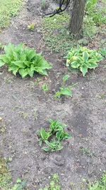 Hostas1.webp