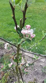 Apfel.jpg