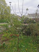 IMG_20230423_161129.jpg