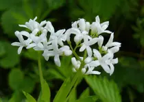 2023Galium.webp