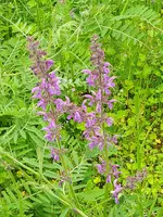 IMG_20230507_095136.webp