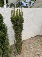 IMG_2911.jpeg