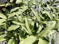 IMG_5818.jpeg