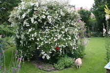 Rosentempel  0420.JPG