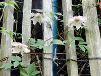 DSCN4740.webp