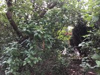 53C92226-4061-46A9-9532-F31CAA85EEB5.jpeg