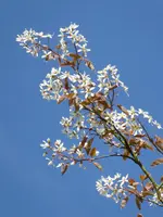 P1000974Felsenbirne.webp