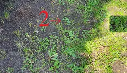 unkraut2.webp