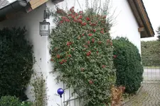 Feuerdorn0218.webp