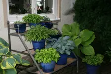 Hosta  2721.webp