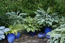 Hostaparade    0122.webp