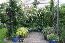 Hostaparade    0222.webp