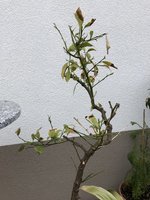 1EB5FD01-D813-4509-BA93-020F782B683A.jpeg