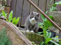 gandalf (2).JPG