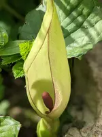 Drachenwurz.webp