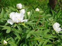 DSC02897.JPG