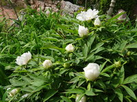 DSC02899.JPG