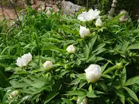 DSC02899.JPG