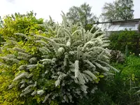 DSC02896 - Kopie.JPG