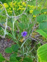 IMG_20230509_093625.jpg