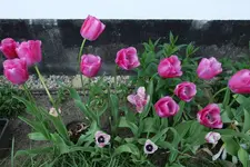 Tulpe Moulin Rouge 20230508.jpg