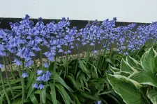 Hasenglöckchen blau 20230508.jpg