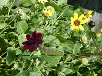 P1000588Schokoladenblumen.JPG