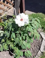 Baumpfingstrose.webp