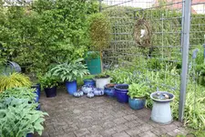 Hostaparade    0823.webp