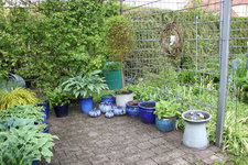 Hostaparade    0823.JPG