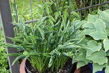 Hosta   1023.JPG